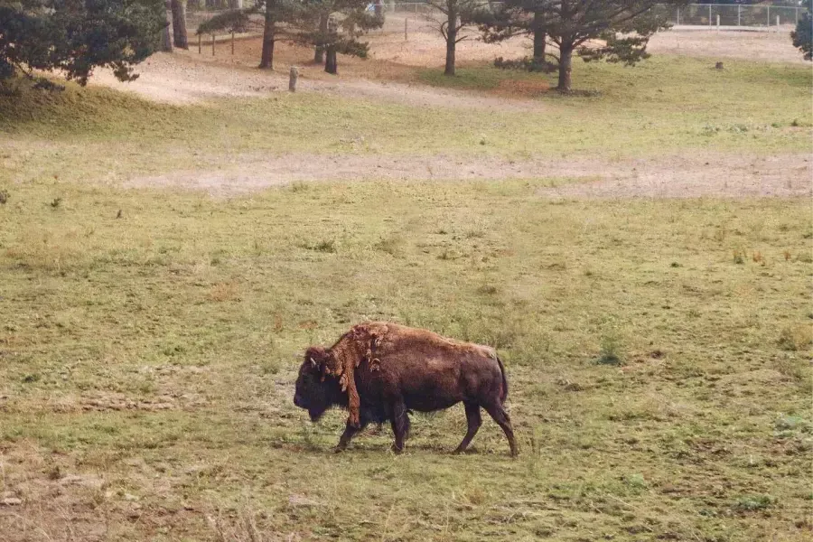 A single buffalo roams in the Golden Gate Park Bison Paddock. San Francisco, California.